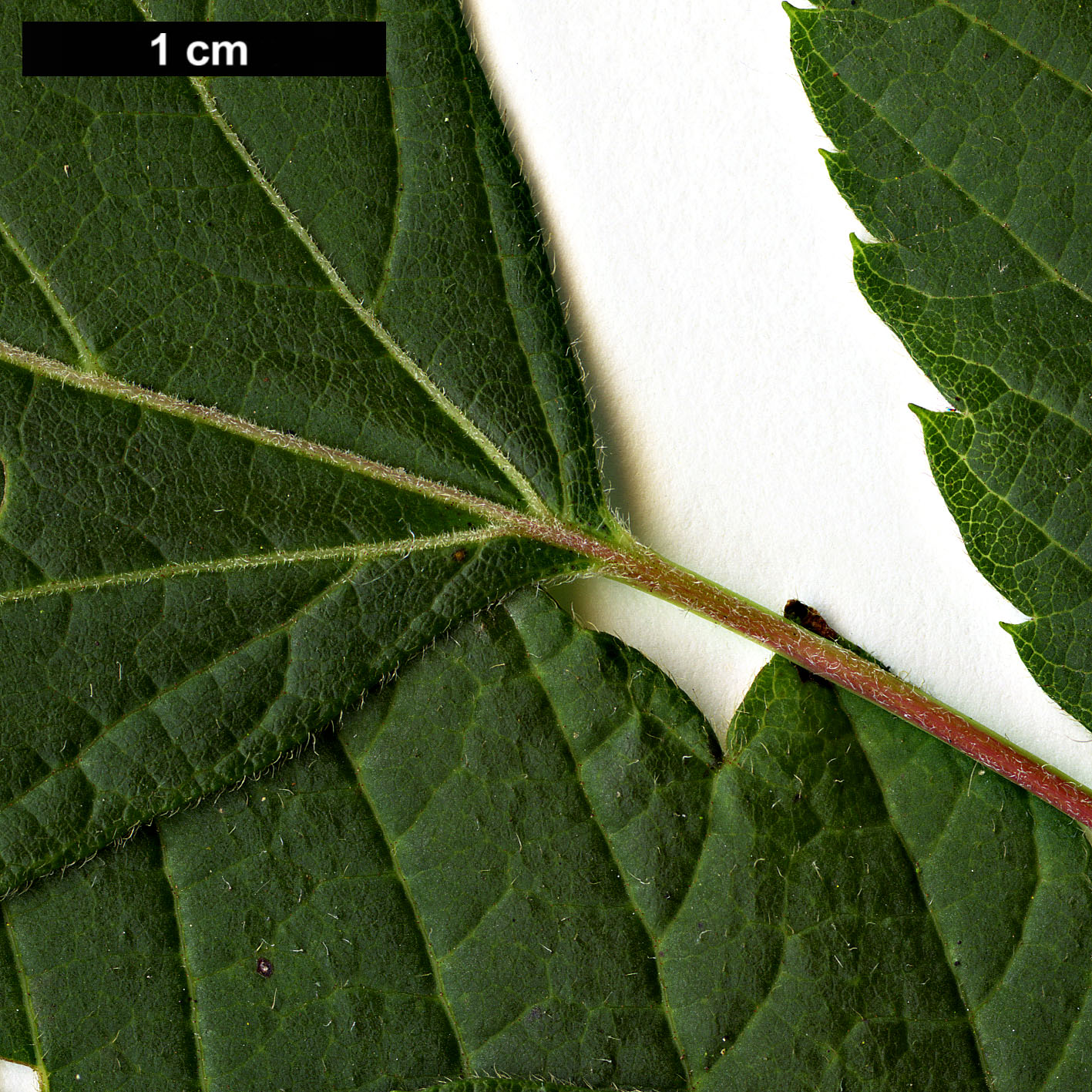 High resolution image: Family: Sapindaceae - Genus: Acer - Taxon: negundo - SpeciesSub: subsp. mexicanum